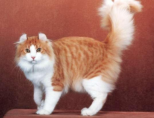 Picture of a american curl