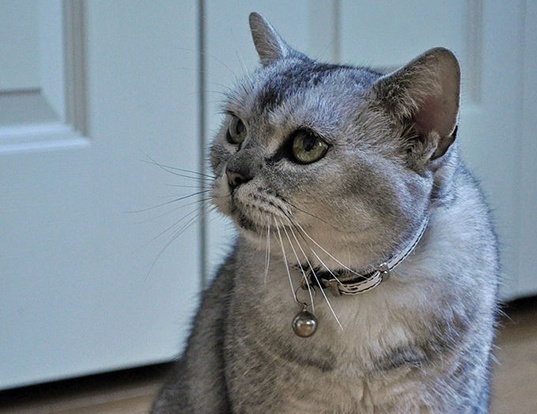 Picture of a american shorthair