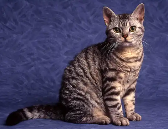 Picture of a american wirehair