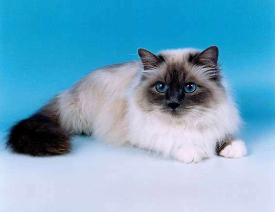 Picture of a birman