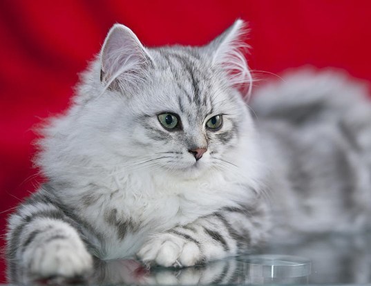 Picture of a british longhair