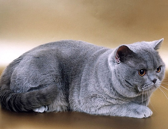 Picture of a british shorthair