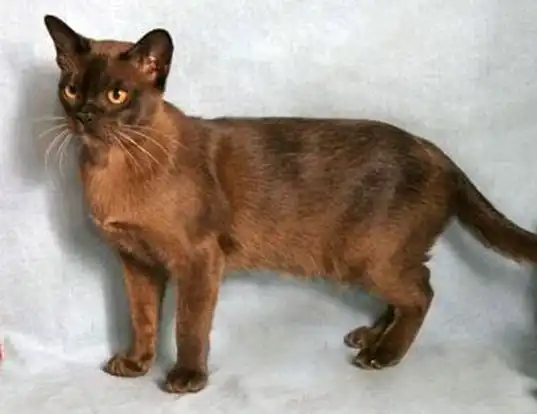 Picture of a burmese
