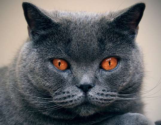 Picture of a chartreux