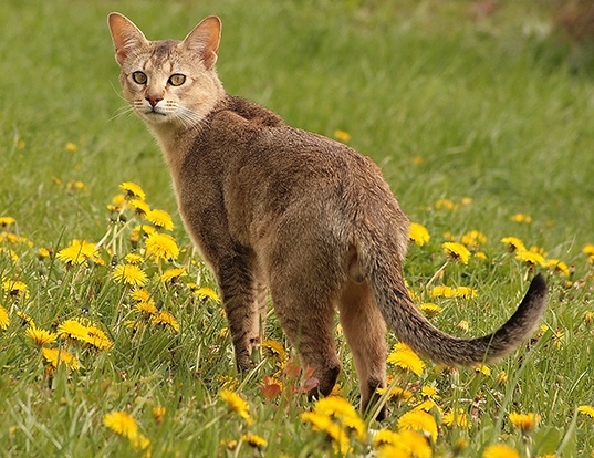 Picture of a chausie