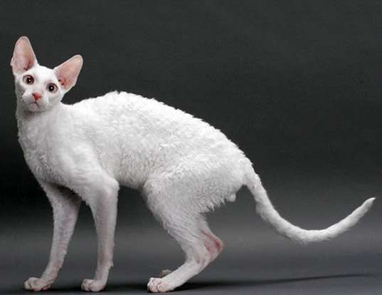 Picture of a cornish rex