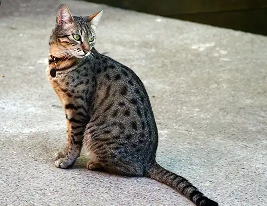 Picture of a egyptian mau