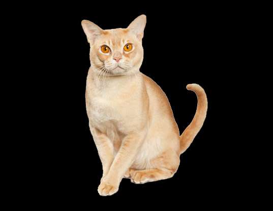 Picture of a european burmese
