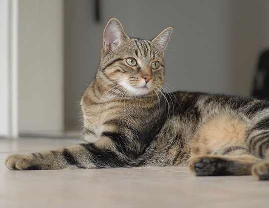 Picture of a european shorthair