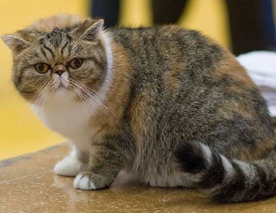 Picture of a exotic shorthair