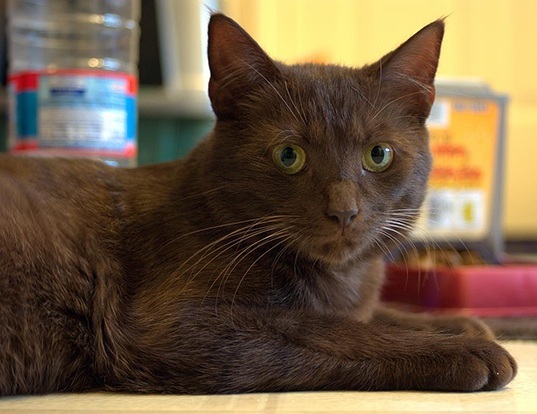 Picture of a havana brown