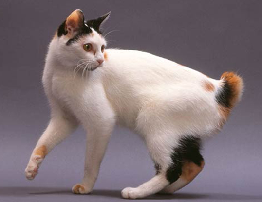 Picture of a japanese bobtail