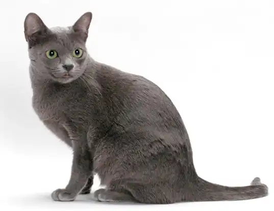 Picture of a korat