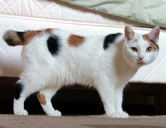 Picture of a manx