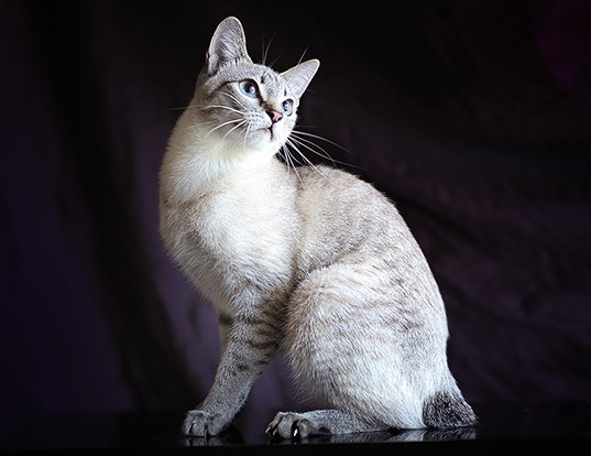 Picture of a mekong bobtail