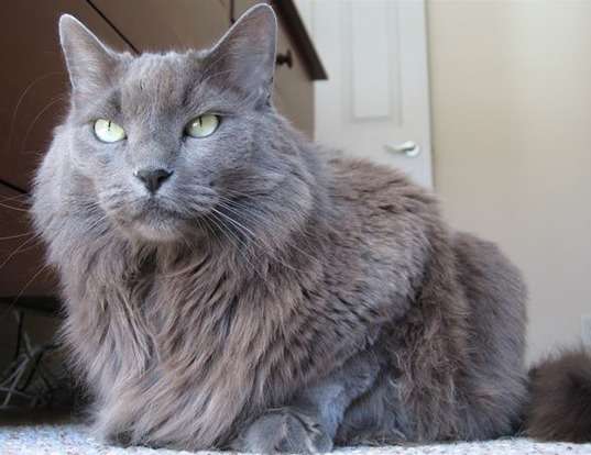 Picture of a nebelung