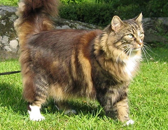 Picture of a norwegian forest