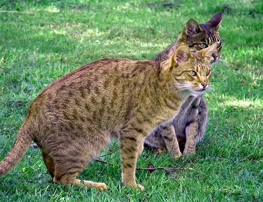 Picture of a ocicat