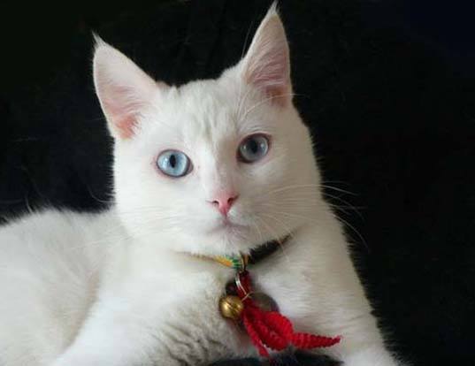 Picture of a ojos azules