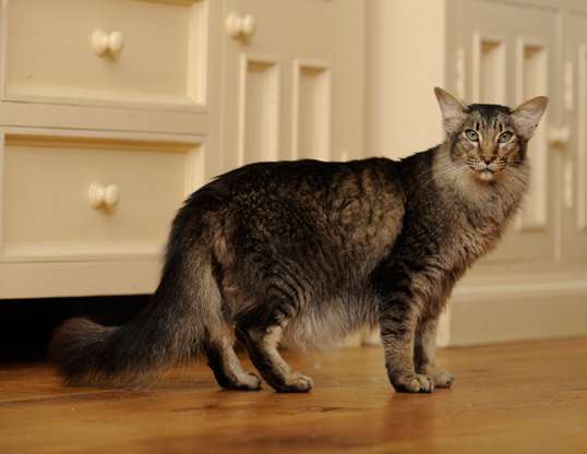 Picture of a oriental longhair