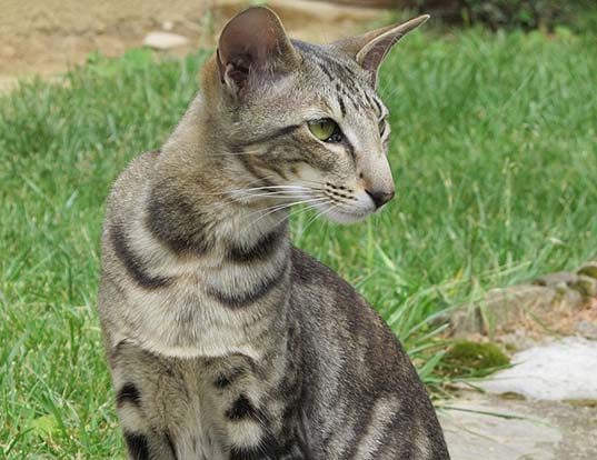 Picture of a oriental shorthair