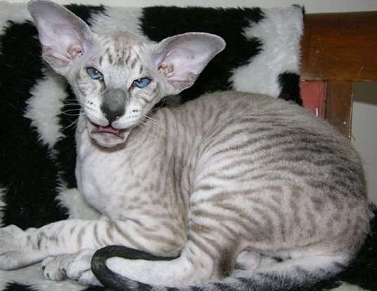 Picture of a peterbald