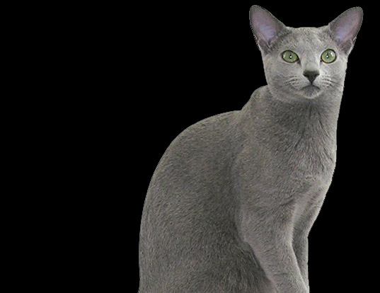 Picture of a russian blue