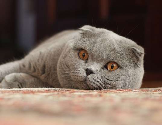Picture of a scottish fold