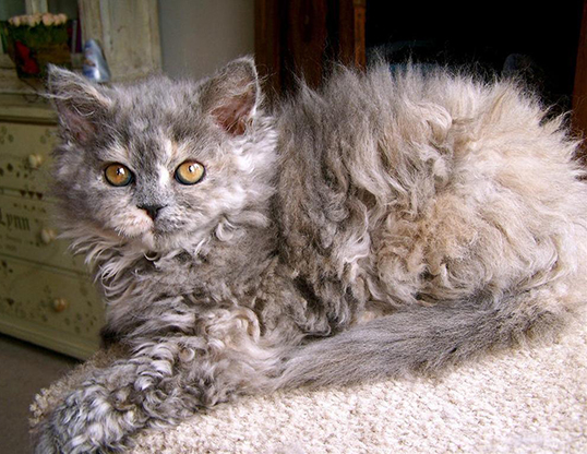 Picture of a selkirk rex