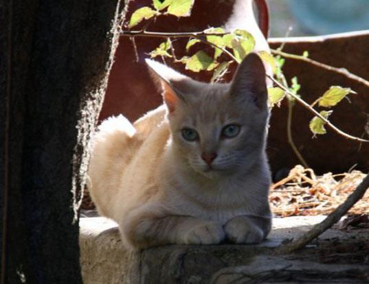 Picture of a serrade petit