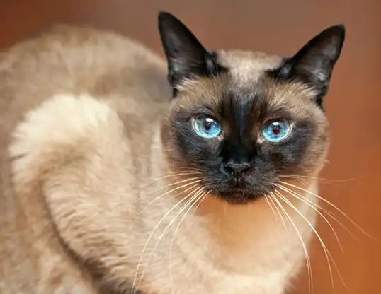 Picture of a siamese