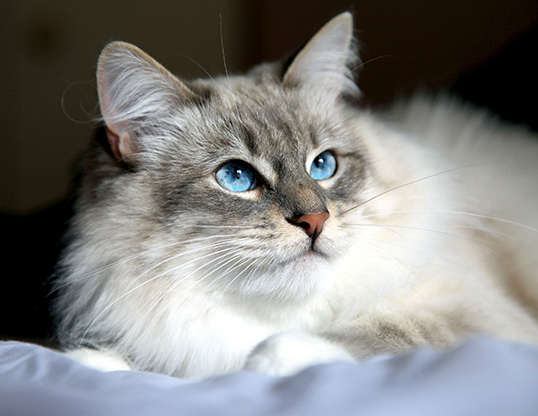 Picture of a siberian