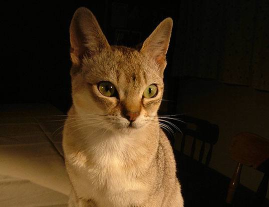 Picture of a singapura