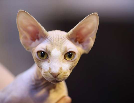Picture of a sphynx