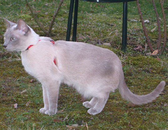 Picture of a tonkinese