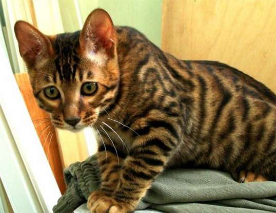 Picture of a toyger