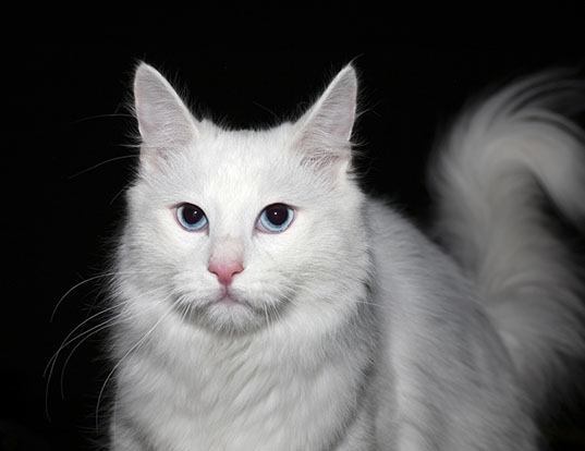 Picture of a turkish angora