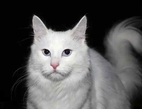 Picture of a turkish angora