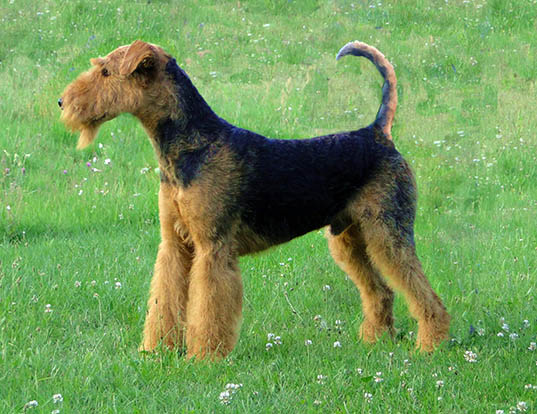 Picture of a airedale terrier