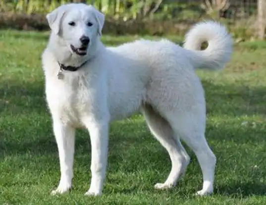 Picture of a akbash dog