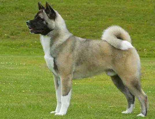 Picture of a akita