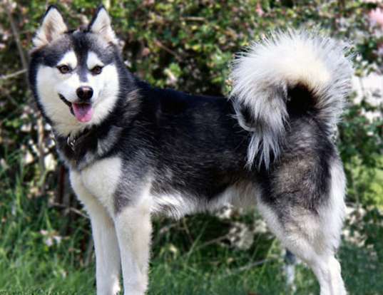 Picture of a alaskan klee kai