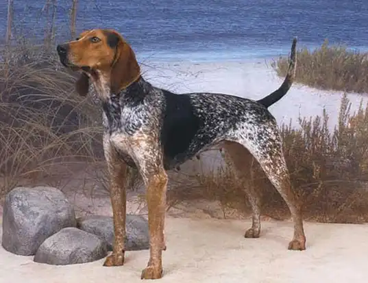 Picture of a american english coonhound