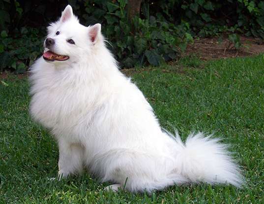 Picture of a american eskimo dog