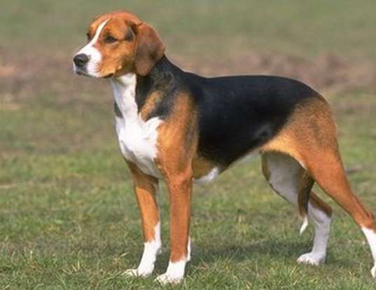 Picture of a american foxhound