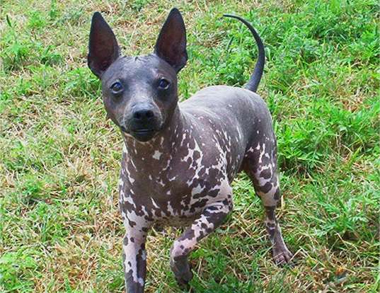 Picture of a american hairless terrier