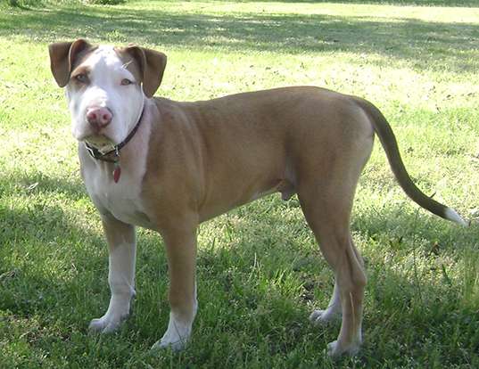 Picture of a american pit bull terrier