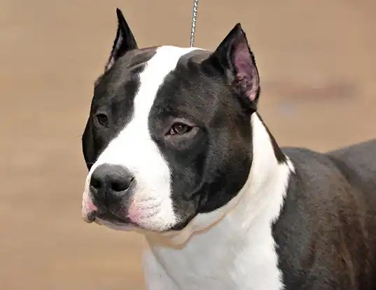 Picture of a american staffordshire terrier