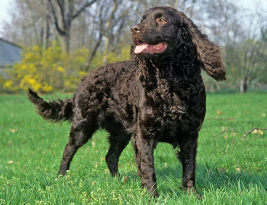 Picture of a american water spaniel