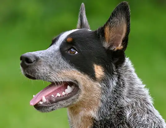 Picture of a australian cattle dog